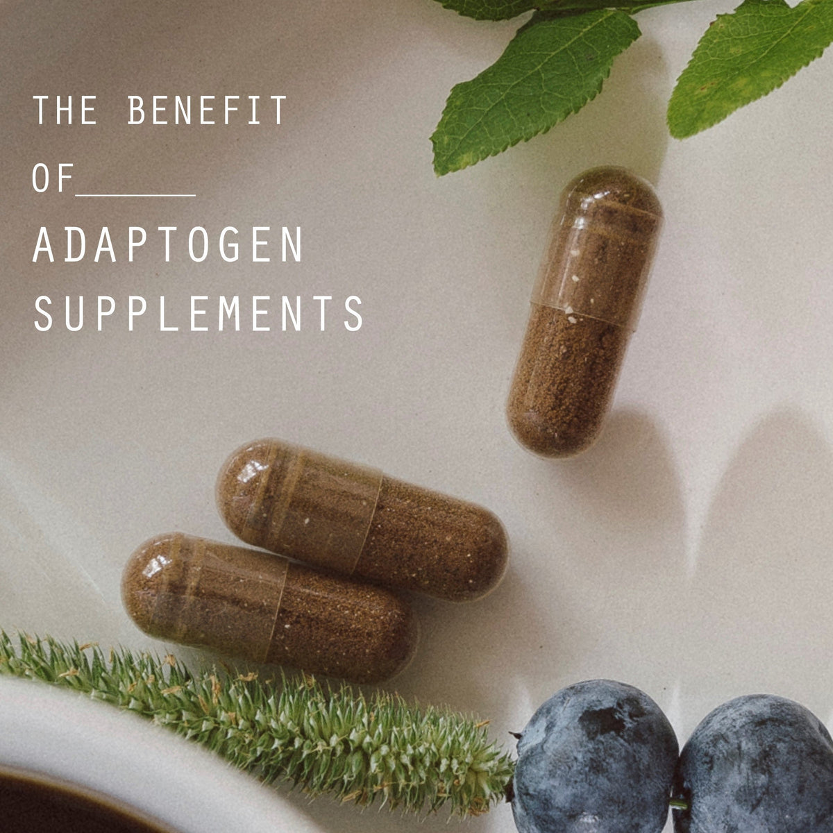 Der Nutzen von Adaptogen-Nahrungsergänzungsmitteln