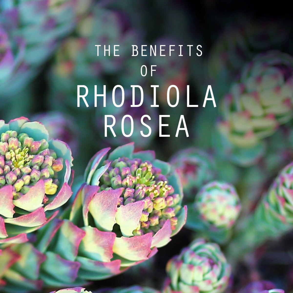Die Vorteile von Rosenwurz – Rhodiola rosea