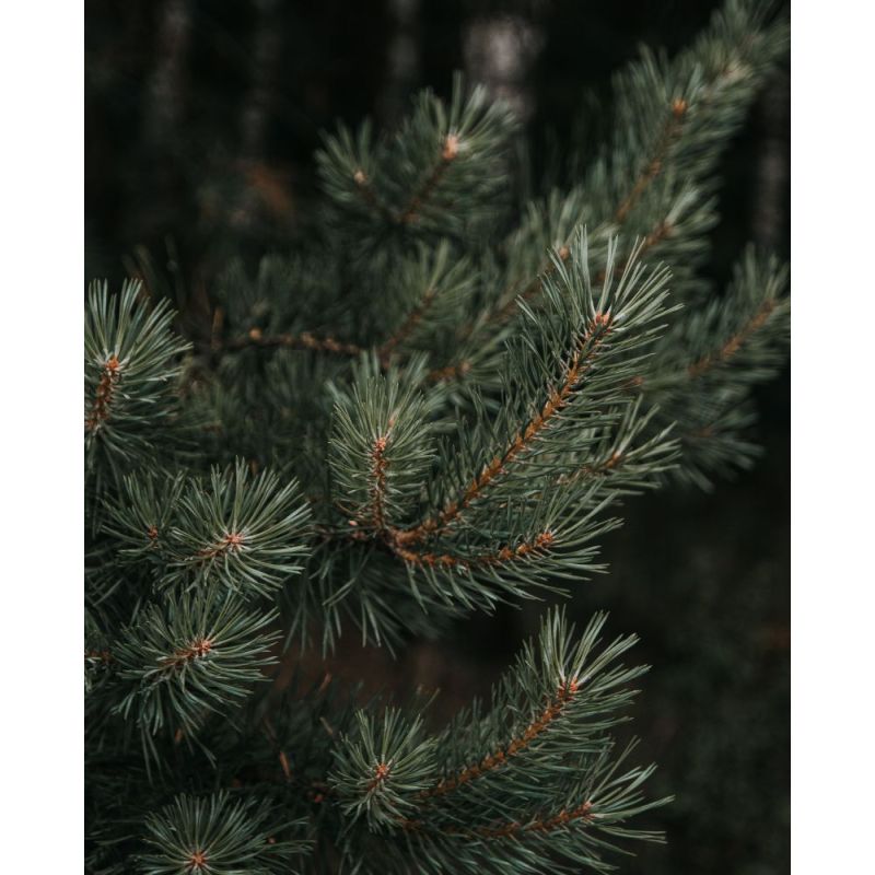 Sfaria Eau de Parfum