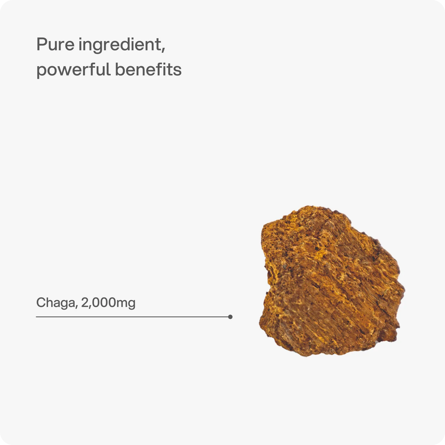 Chaga – 2.000 mg Kapseln