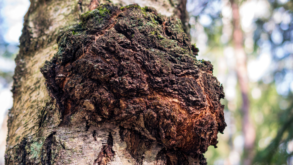 Entdecken Sie die ganzheitlichen Vorteile des Chaga-Pilzes