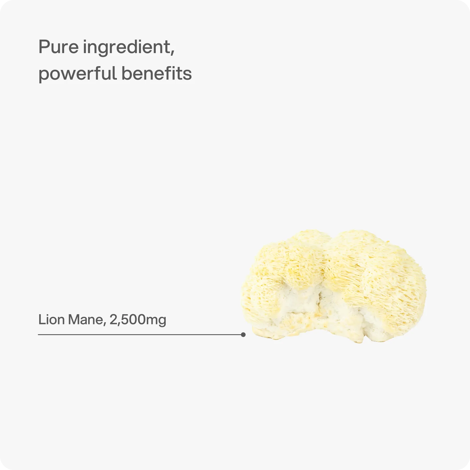 Lion’s Mane 2.500 mg Kapseln