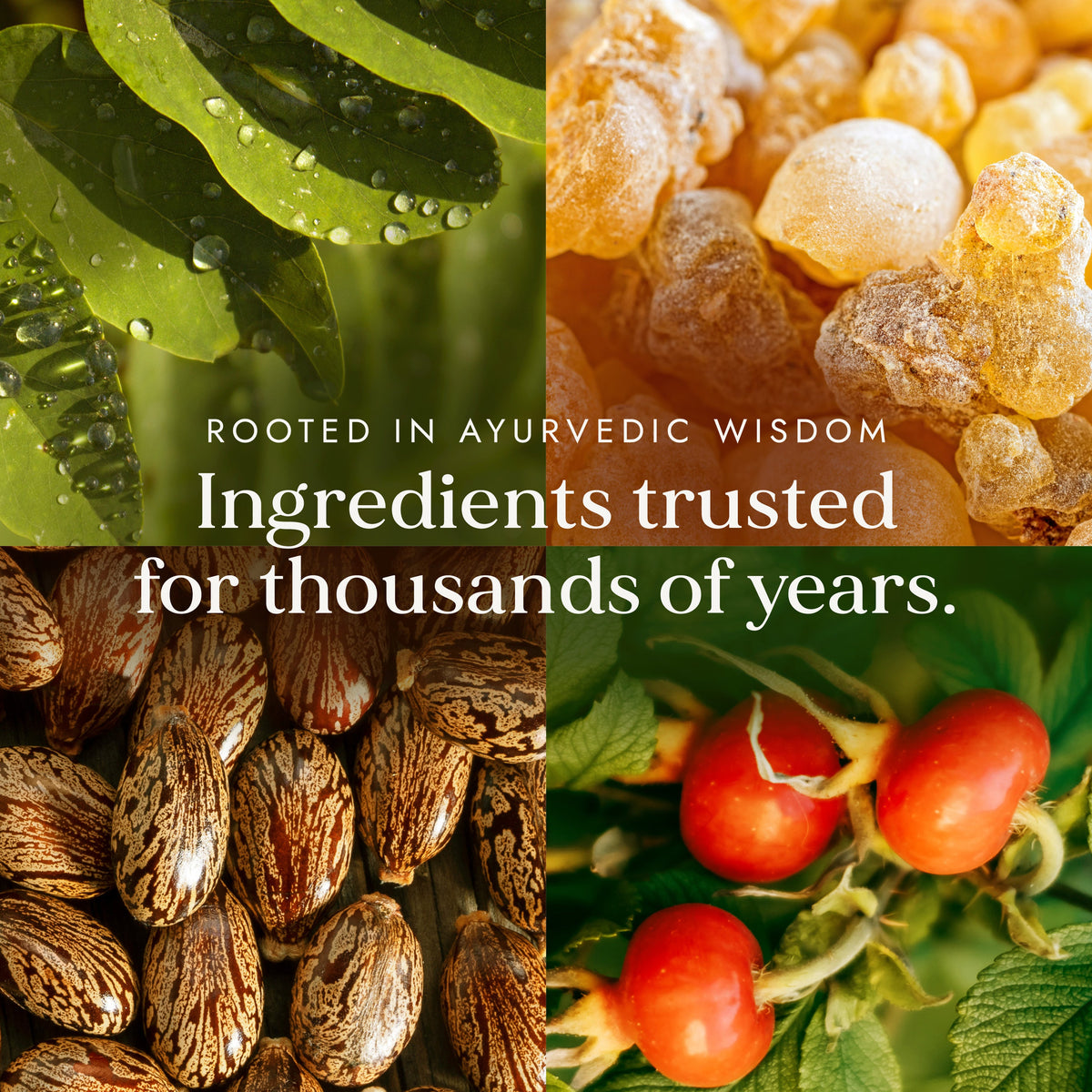 Nature's Glow Up | Castor, Frankincense, Moringa & Rosehip Oil Blend