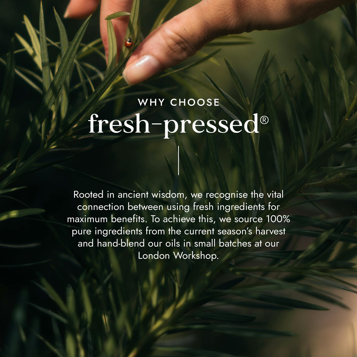 Root Revival Oil 30ml