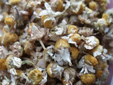 chamomile