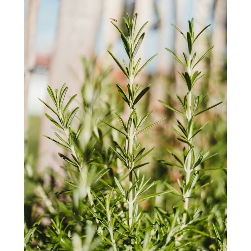Crème nettoyante aromatique visage et corps Sfaria