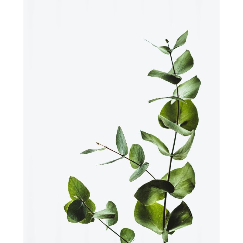Crème nettoyante aromatique visage et corps Sfaria