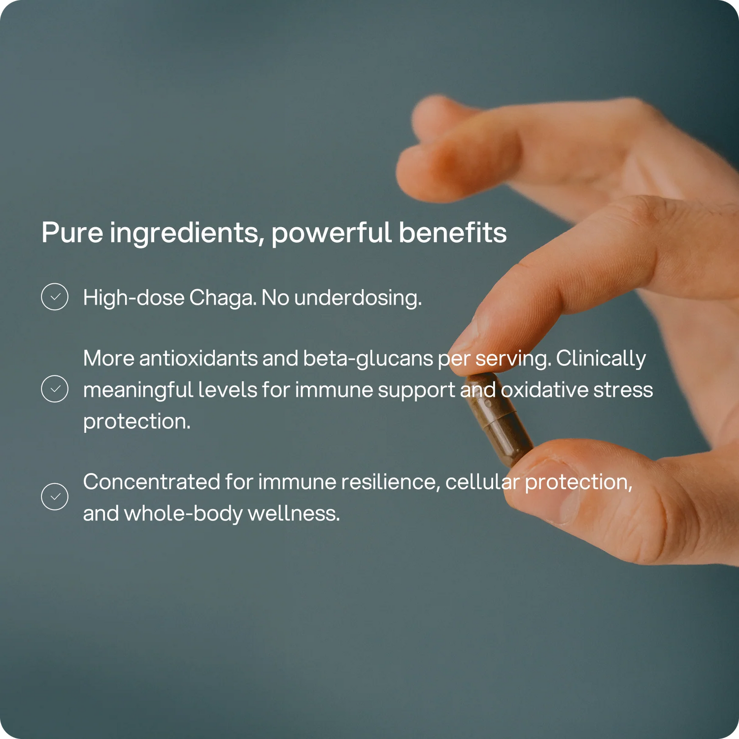 Chaga – 2.000 mg Kapseln