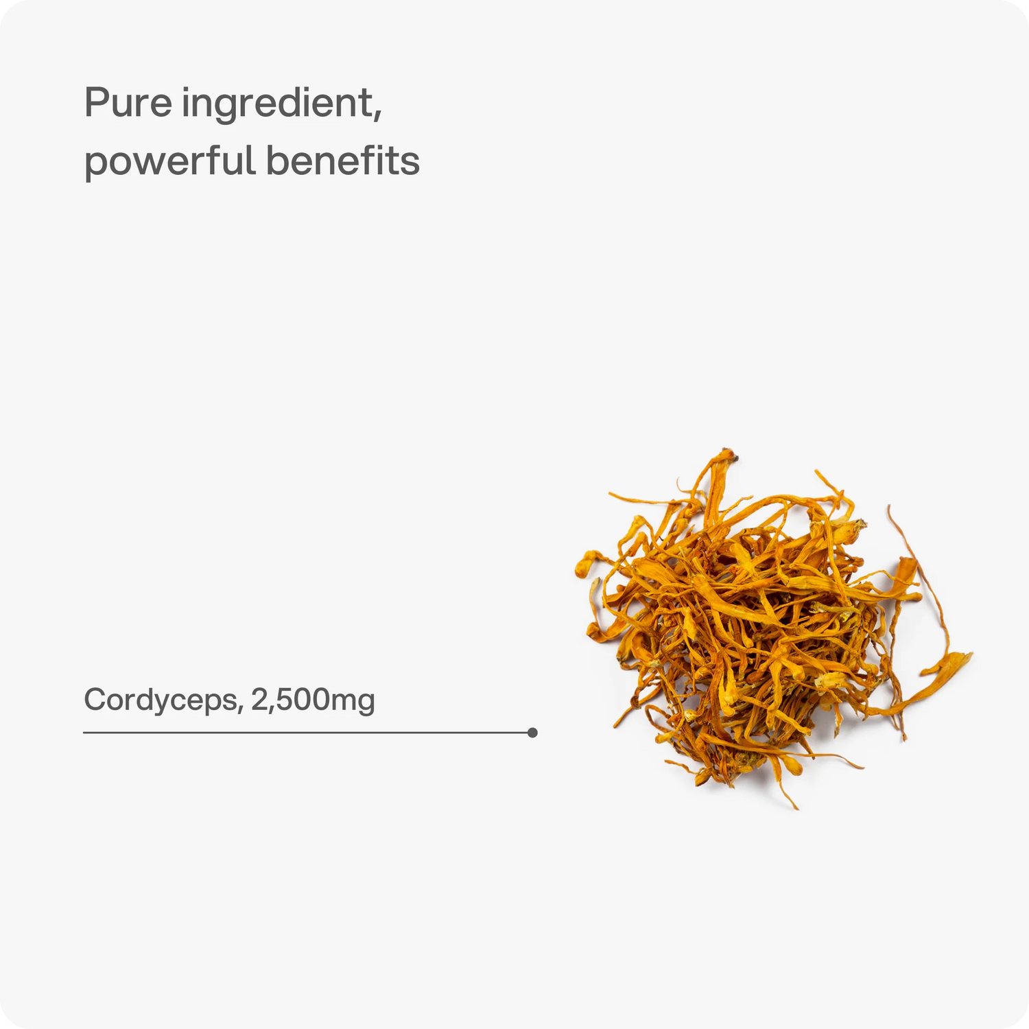 Cordyceps 2.500 mg Kapseln