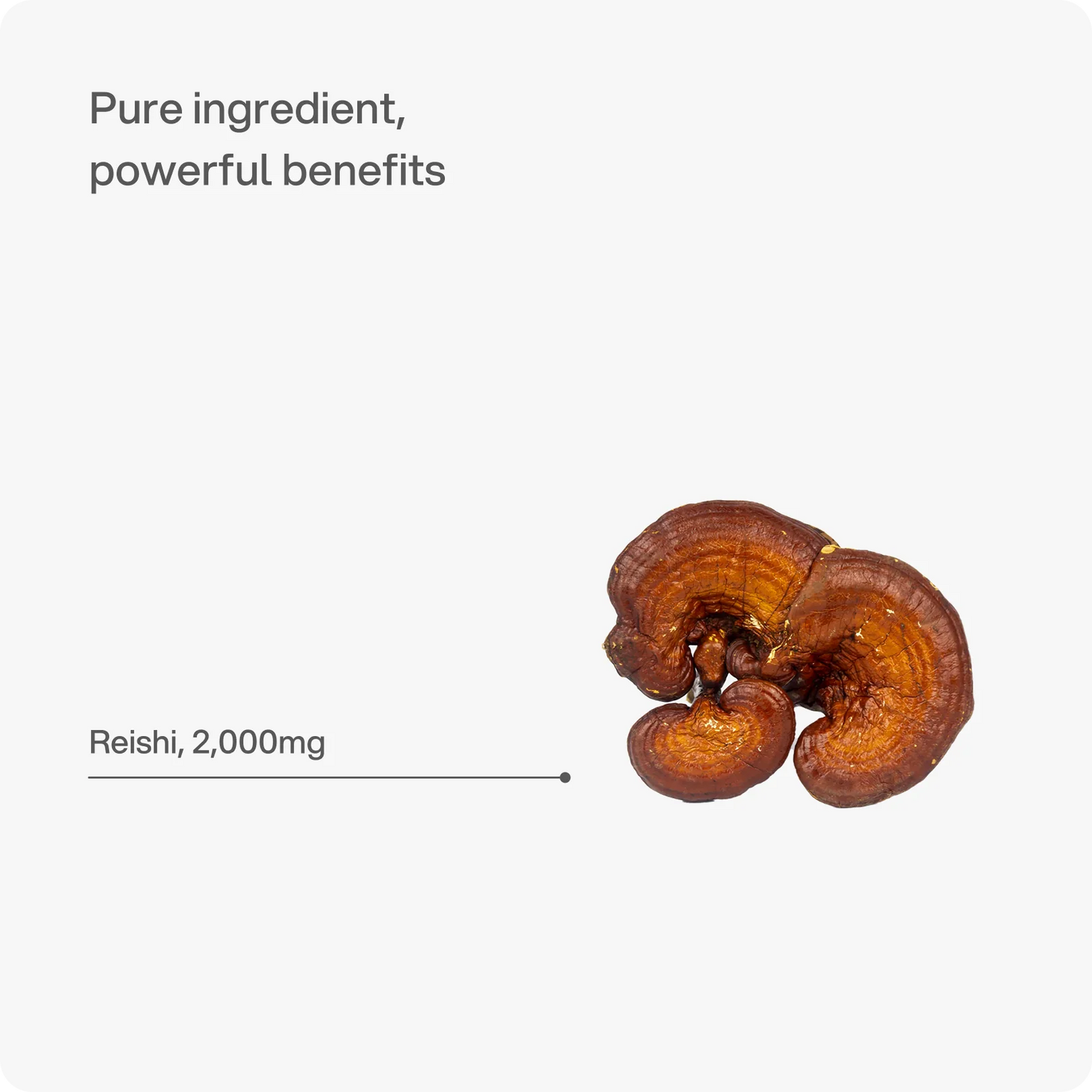Reishi 2,500 mg capsules