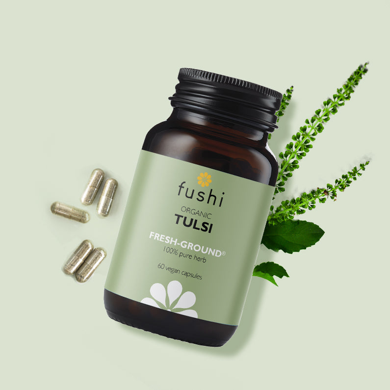 Bio Tulsi (Heiliges Basilikum)